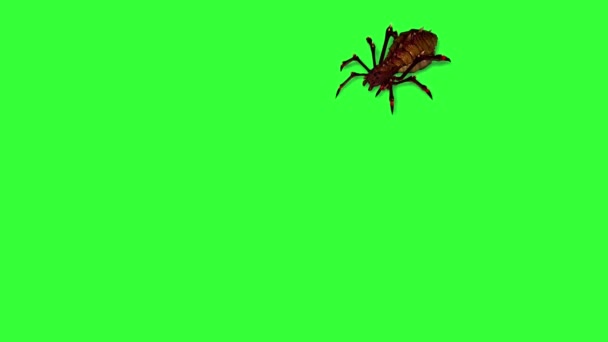 Fantasy Spider Running Different Views Shadow Floor Green Screen — Stock Video