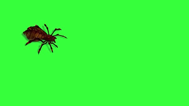 Fantasy Spider Running Different Views Shadow Floor Green Screen — Stock Video