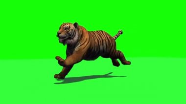 Tiger çalışıyor - gölge ile 3 farklı görünümler - yeşil ekran