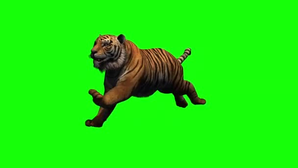 Tiger Running Different Views Shadow Green Screen — Stock Video