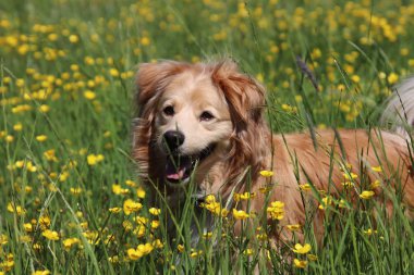 Çayırda sarı çiçekler arasında Güzel Golden retriever karışımı
