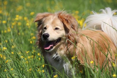 Çayırda sarı çiçekler arasında Güzel Golden retriever karışımı