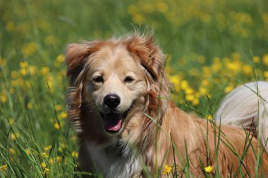 Çayırda sarı çiçekler arasında Güzel Golden retriever karışımı