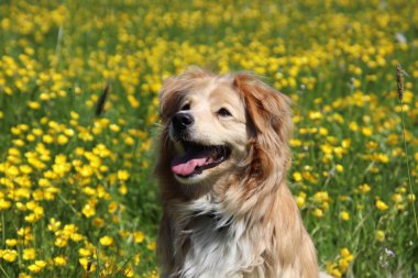 Sarı çiçekler çayır arka planda Altın retriever karışımı