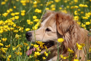 Çayırda sarı çiçekler arasında güzel bir Golden Retriever karışımı sideview Portre