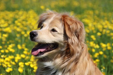 Çayırda sarı çiçekler arasında güzel bir Golden retriever karışımı Portresi
