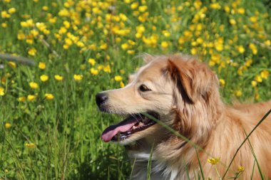 Çayırda sarı çiçekler arasında sideview güzel bir Golden retriever karışımı Portresi