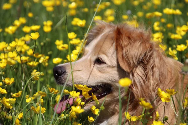 在草地上黄花之间美丽的金色猎犬混合的侧视图的肖像 — 图库照片