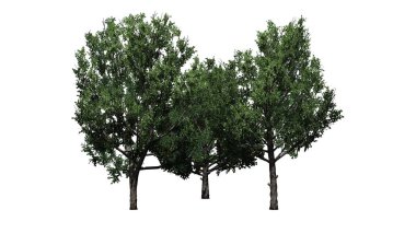 Bradford Armut Ağaçları bir grup - beyaz arka plan izole