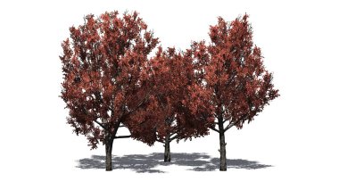 yerde gölge ile sonbaharda Bradford Armut Ağaçları bir grup - beyaz arka plan üzerinde izole