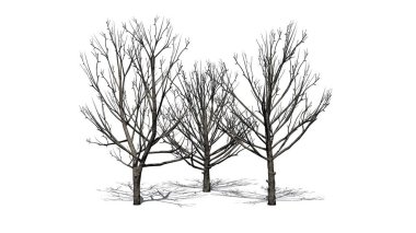 a group of Bradford Pear Trees in the winter with shadow on the floor - isolated on white background