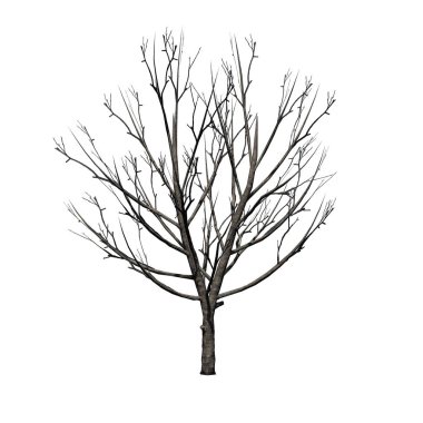 Kışın Bradford Armut Ağacı - beyaz arka plan üzerinde izole