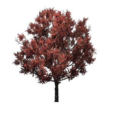 Sonbaharda Bradford Armut Ağacı - beyaz arka plan üzerinde izole