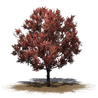 Bradford Armut Ağacı bir kum alanında sonbaharda - beyaz arka plan üzerinde izole