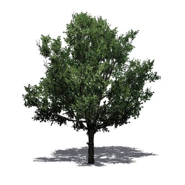 Yerde gölge ile Bradford Armut Ağacı - beyaz arka plan üzerinde izole