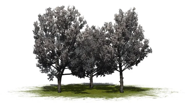 Group Bradford Pear Trees Spring Green Area Isolated White Background — 스톡 사진