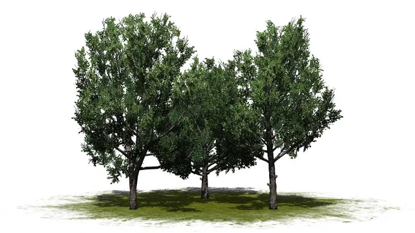 Group Bradford Pear Trees Green Area Isolated White Background — 스톡 사진