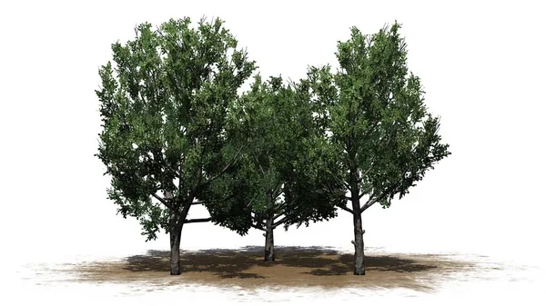 Grupa Bradford Pear Drzewa Obszarze Piasku Izolowane Białym Tle — Zdjęcie stockowe