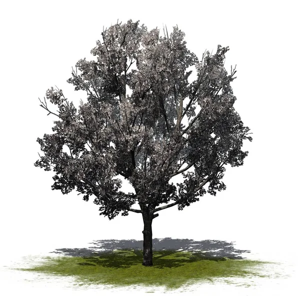 Bradford Pear Tree Våren Ett Grönt Område Isolerad Vit Bakgrund — Stockfoto