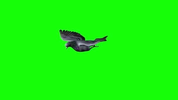 Pigeon Flight Gliding Phase Green Screen — Stock Video