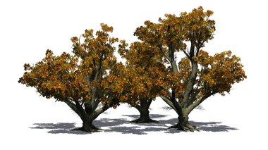 Sonbaharda bir grup Büyük Yaprak Akçaağaç yerde gölgeli - beyaz arka planda izole - 3D illüstrasyon