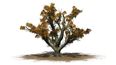 Büyük Yaprak Akçaağaç sonbaharda bir kum üzerinde - beyaz arka planda izole - üç boyutlu illüstrasyon