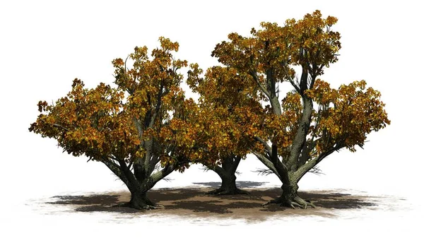 Eine Gruppe Big Leaf Maple Trees Herbst Auf Einer Sandfläche — Stockfoto