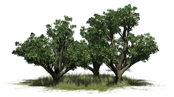 Skupina Big Leaf Maple Stromy Trávě Izolované Bílém Pozadí Ilustrace — Stock fotografie