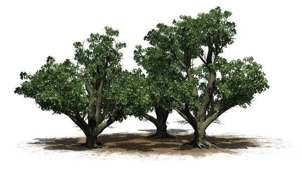 Grupa Big Leaf Maple Trees Piasku Aerea Izolowane Białym Tle — Zdjęcie stockowe