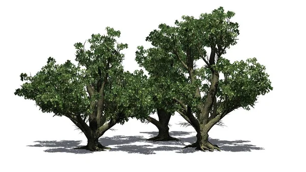 床に影のある大きな葉のメイプルの木のグループ 白い背景に隔離された 3Dイラスト — ストック写真