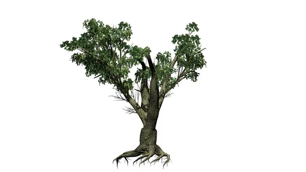 Pojedyncze Big Leaf Maple Tree Izolowane Białym Tle Ilustracja — Zdjęcie stockowe