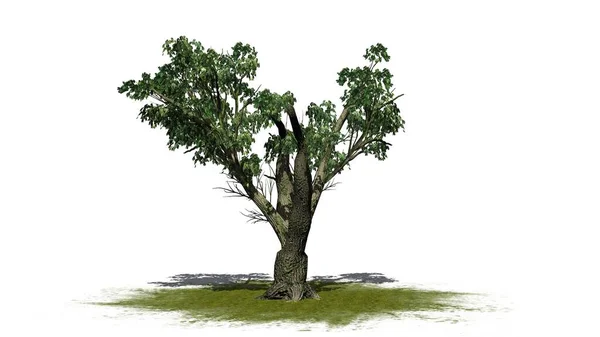 Een Enkele Grote Esdoornboom Een Groene Aerea Geïsoleerd Witte Achtergrond — Stockfoto