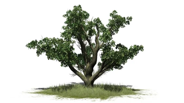 Velký List Javor Strom Trávě Izolované Bílém Pozadí Ilustrace — Stock fotografie