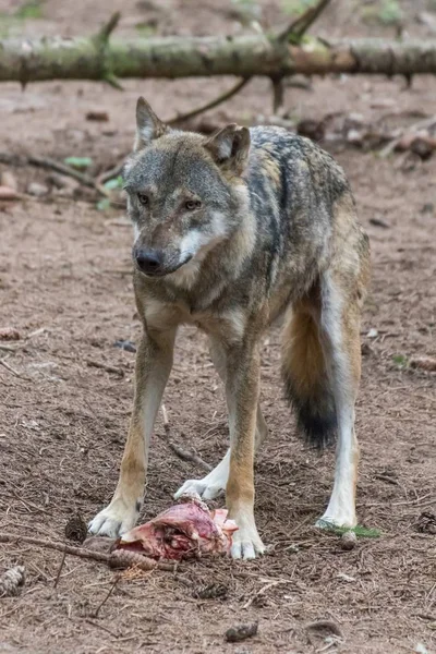 grey wolf (canis lupus) eating meat in the euopean forest