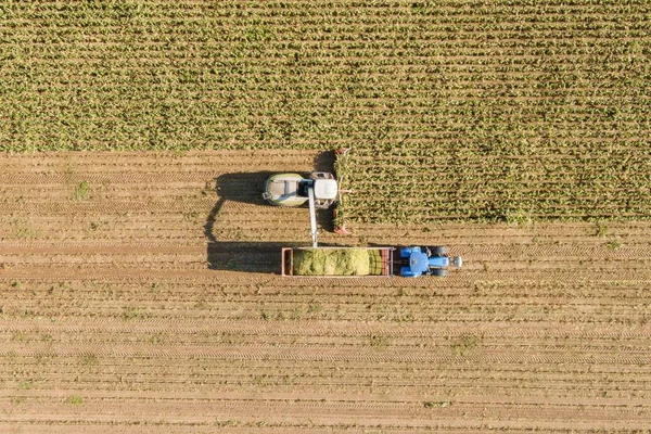 Aerial view of Combine harvests corn on the field - Harvest corn harvester and tractor in corn - Aerial Agriculture drone shot.