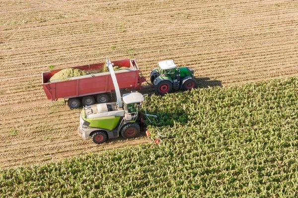 Aerial view of Combine harvests corn on the field - Harvest corn harvester and tractor in corn - Aerial Agriculture drone shot.