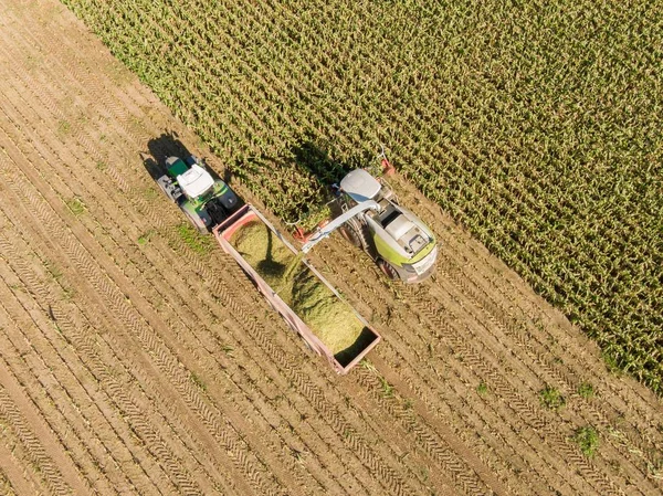Aerial view of Combine harvests corn on the field - Harvest corn harvester and tractor in corn - Aerial Agriculture drone shot.