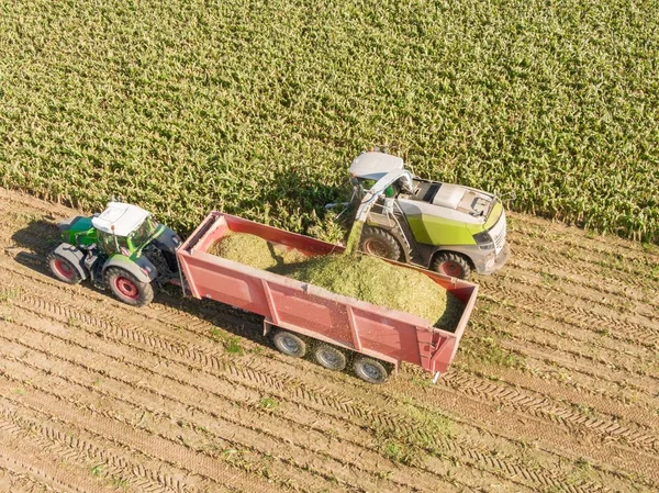 Aerial view of Combine harvests corn on the field - Harvest corn harvester and tractor in corn - Aerial Agriculture drone shot.
