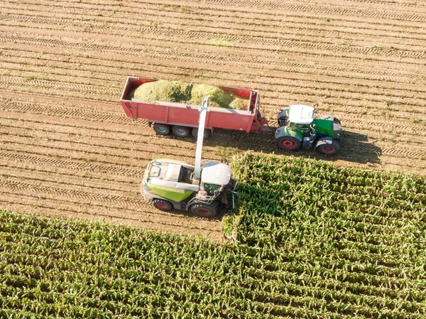 Aerial view of Combine harvests corn on the field - Harvest corn harvester and tractor in corn - Aerial Agriculture drone shot.