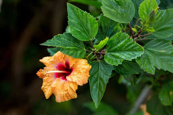 Оранжевый Желтый Цветок Гибискуса Каплями Воды Темном Фоне Тропическом Саду — стоковое фото