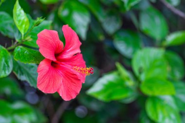 Yeşil bir arka plan üzerinde kırmızı hibiscus çiçek. Tropikal bahçede. Makro. Detaylı.
