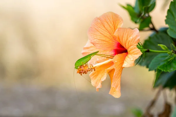 Une Sauterelle Grig Verte Repose Sur Une Fleur Hibiscus Jaune — Photo