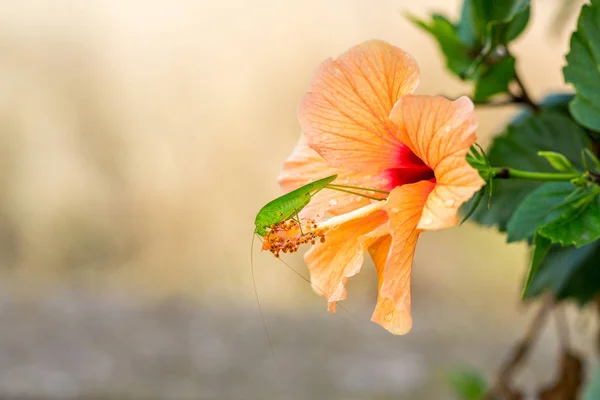 緑のコオロギ バッタは オレンジ黄色のハイビスカスの花のように座っています マクロ 明るい背景をぼかした写真 — ストック写真