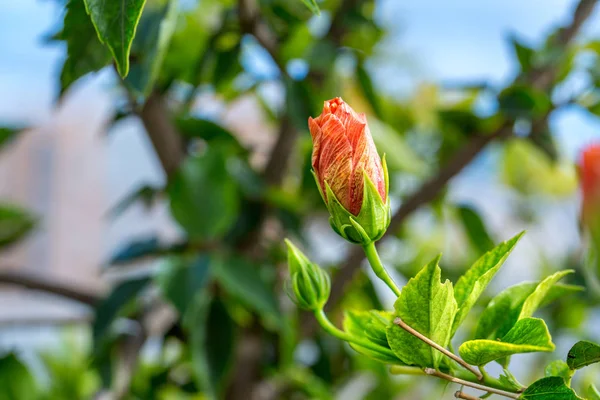 Delicato Fiore Rosa Ibisco Con Fogliame Giovane Sullo Sfondo Sfocato — Foto Stock