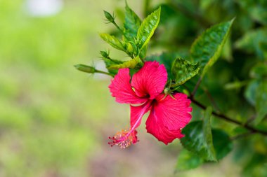 Yeşil bir arka plan üzerinde kırmızı hibiscus çiçek. Tropikal bahçede. Makro. Detaylı.