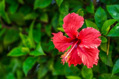 Yeşil bir arka plan üzerinde kırmızı hibiscus çiçek. Tropikal bahçede. Makro. Detaylı.