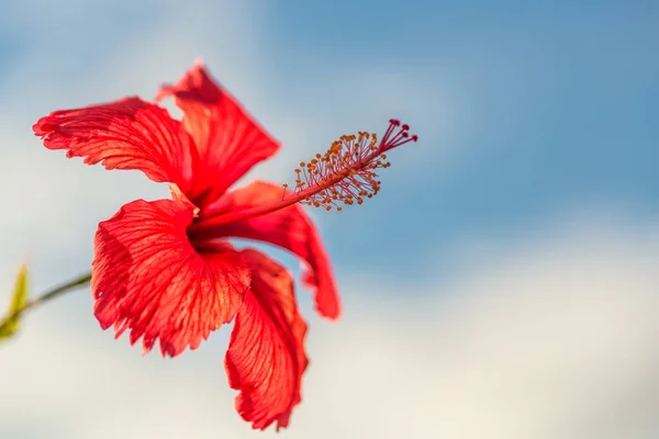 Fiore Ibisco Rosso Contro Cielo Blu Nuvole Dettagliato Vicino — Foto Stock