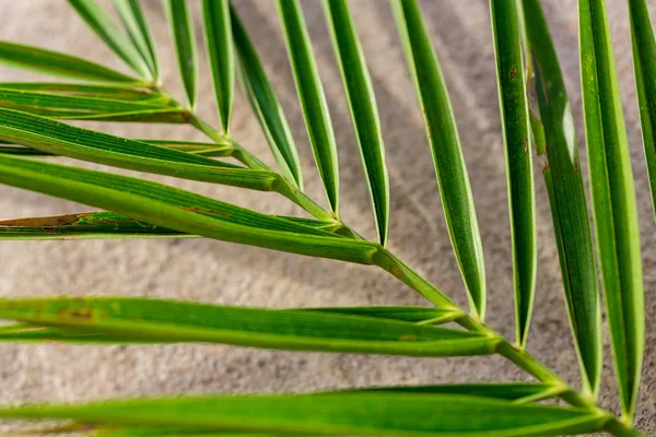 Fragment of date palm leaf on a light background