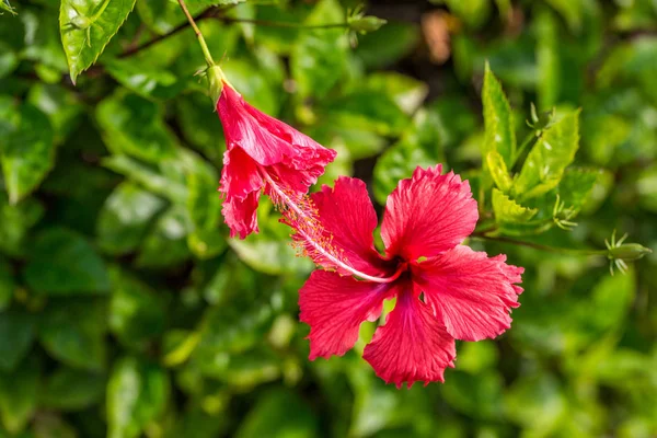 つの緑の背景に赤のハイビスカスの花をキスします トロピカル ガーデン マクロ 詳細です — ストック写真