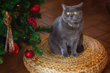 Hasır bankta oturan bokeh ışıkları ile Noel ağacı arka plan üzerinde gümüş bir yaka güzel gri Britanya ile ilgili stenografi kedi